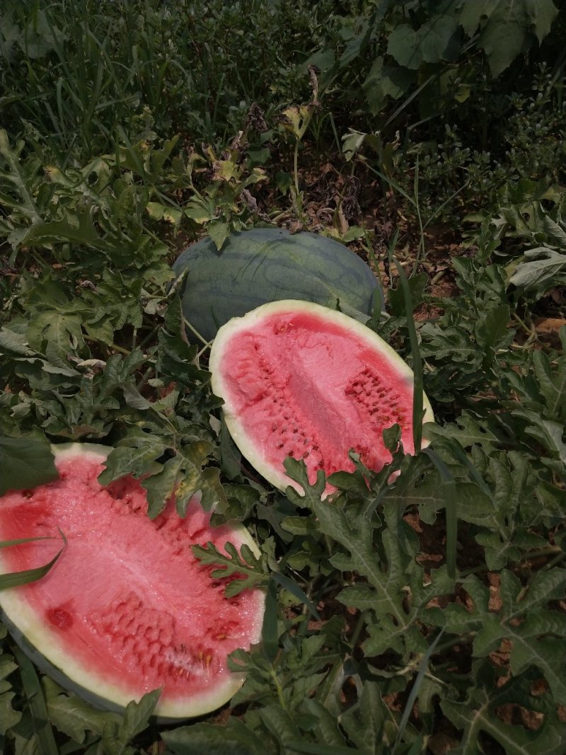 西瓜