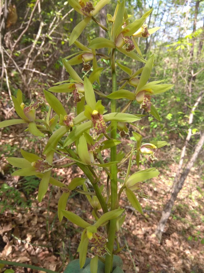 兰花惠兰一颗5-8苗，开花特别香