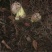 云南野生菌