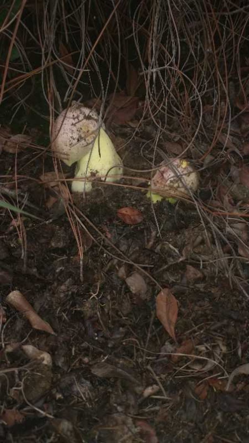 云南野生菌