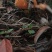 云南野生菌