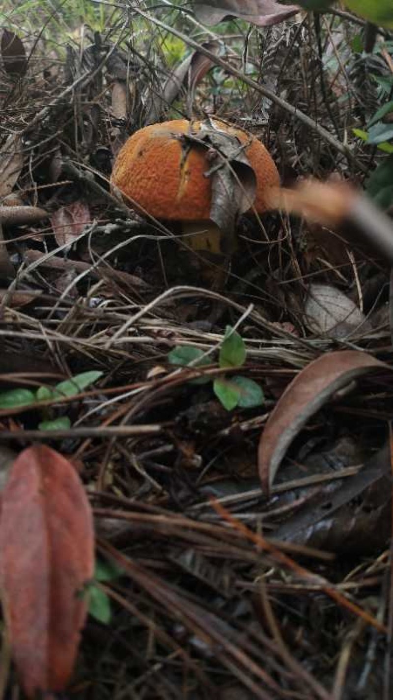 云南野生菌