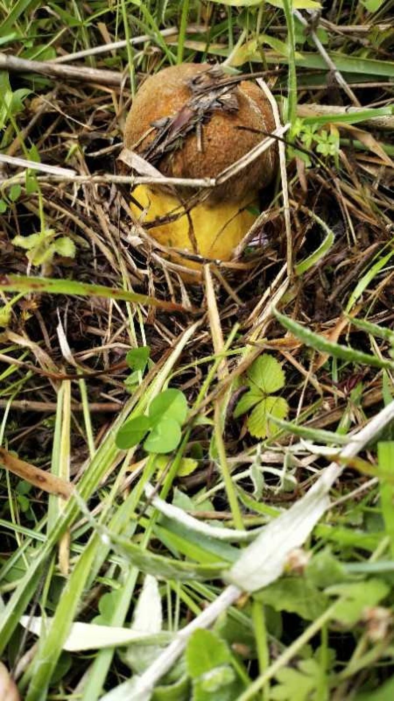 云南野生菌