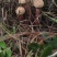 云南野生菌