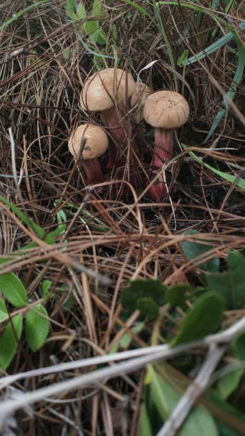 云南野生菌