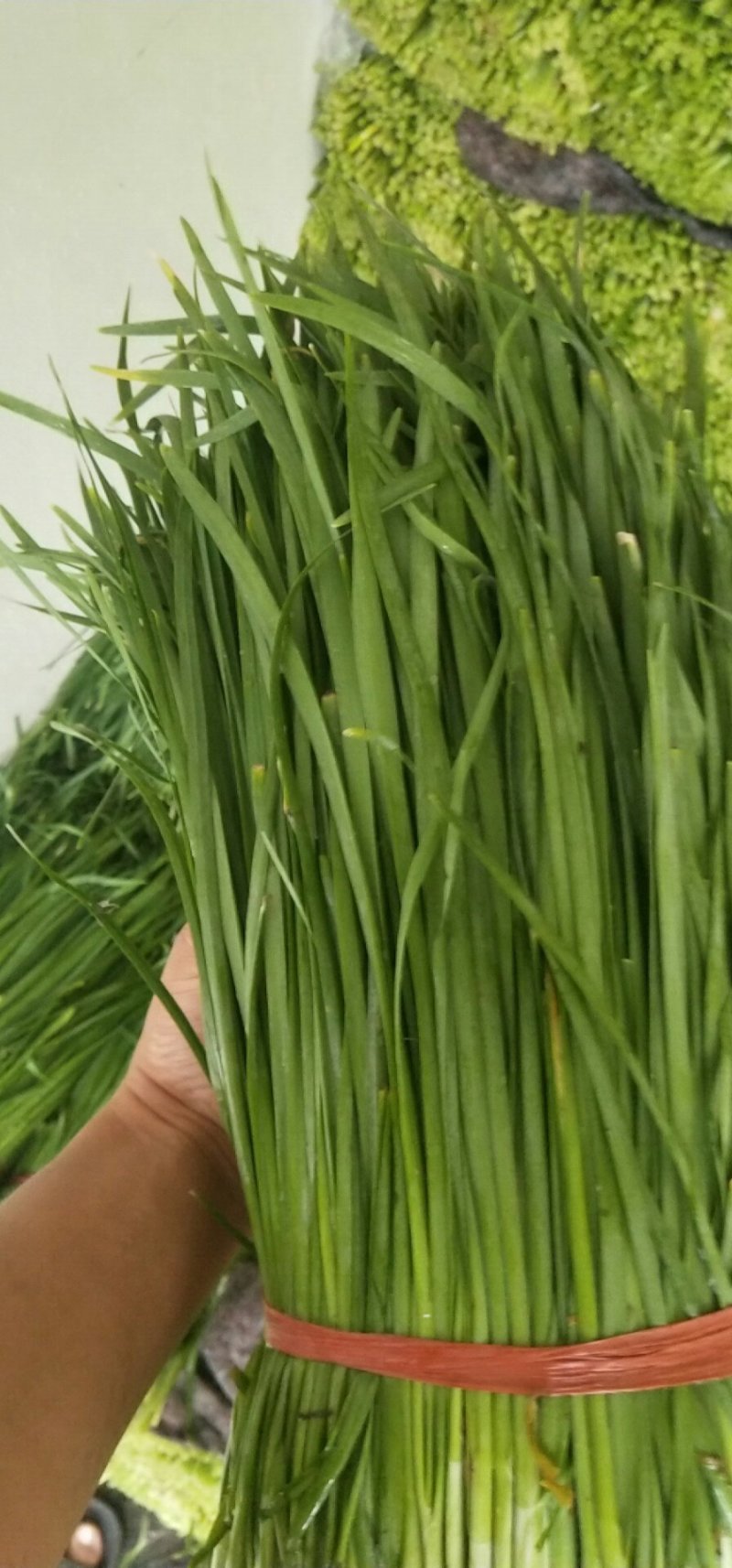 韭菜，头刀，二刀都有，电话来聊