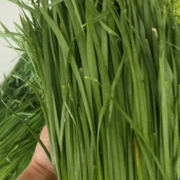 韭菜，头刀卖，二刀马上下来