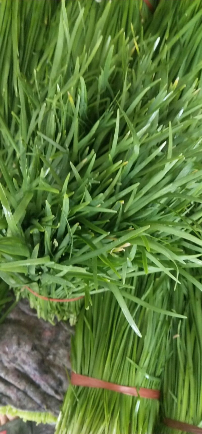 韭菜多少公分都有随到随发
