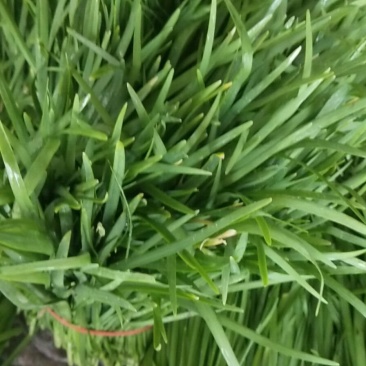 韭菜，头刀，二刀，通货，电话来聊，