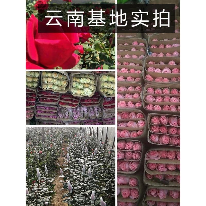 云南基地直发昆明鲜花直批玫瑰花批发20支鲜切花速配花束插