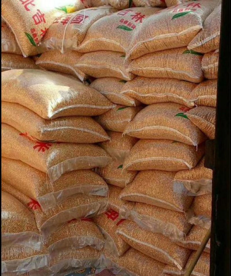 甘肃静宁县旱地精品玉米常年大量供货质量可靠