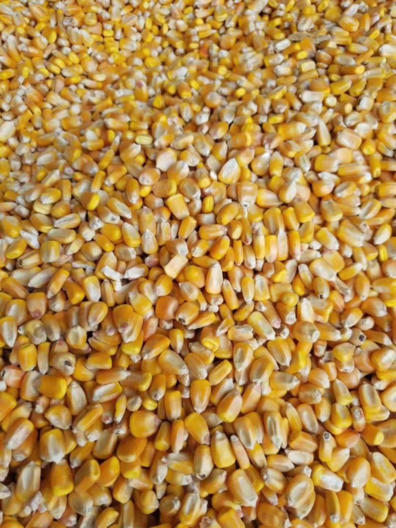 甘肃静宁县旱地精品玉米常年大量供货质量可靠