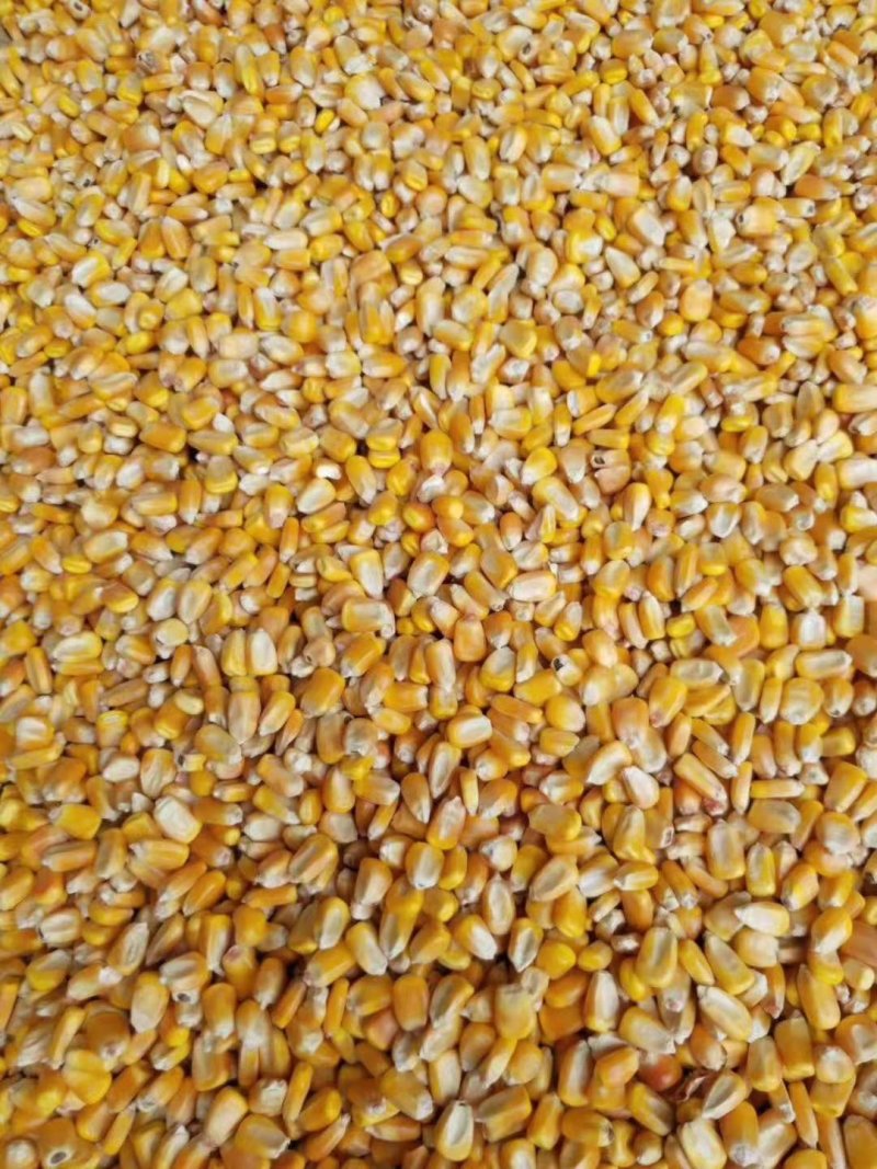 甘肃静宁县旱地精品玉米常年大量供货质量可靠