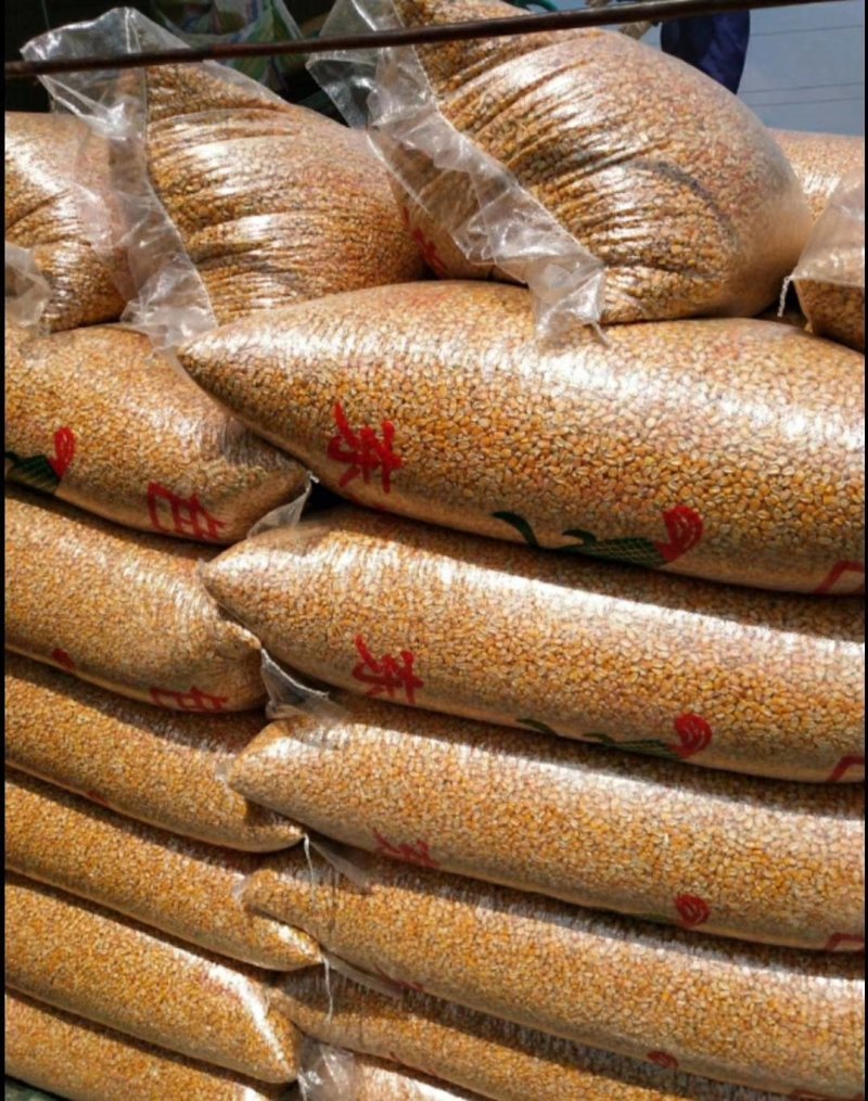 甘肃静宁县旱地精品玉米常年大量供货质量可靠