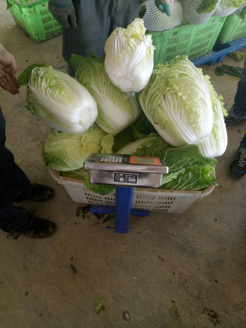 大白菜产地直发，可视屏看货