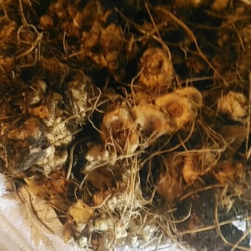 正中野生黄精
