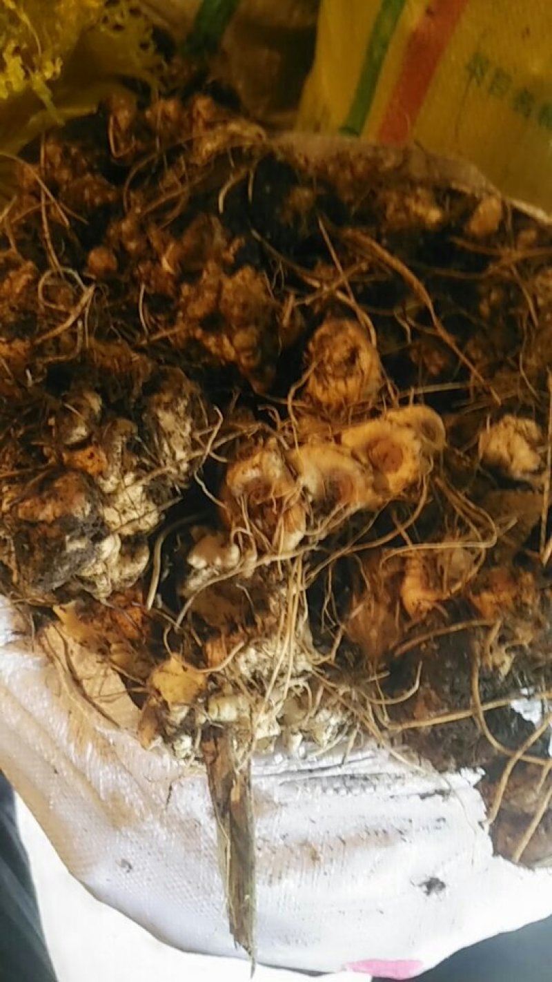 正中野生黄精