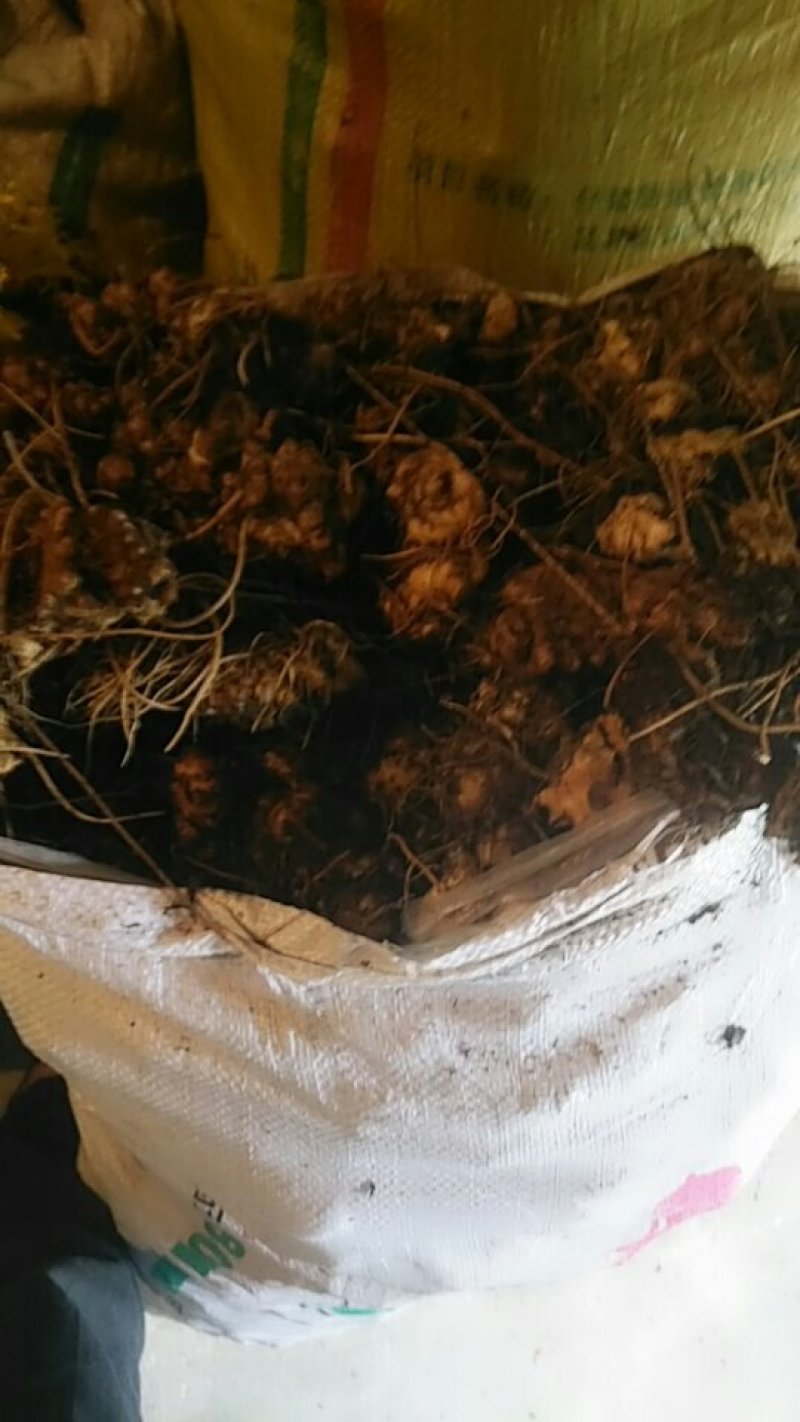 正中野生黄精