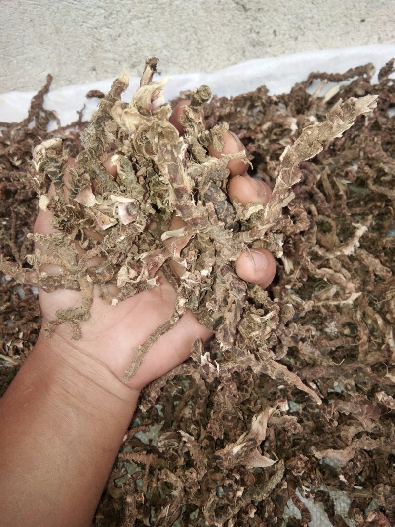 广东本土新鲜野生石菖蒲