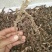 广东本土新鲜野生石菖蒲