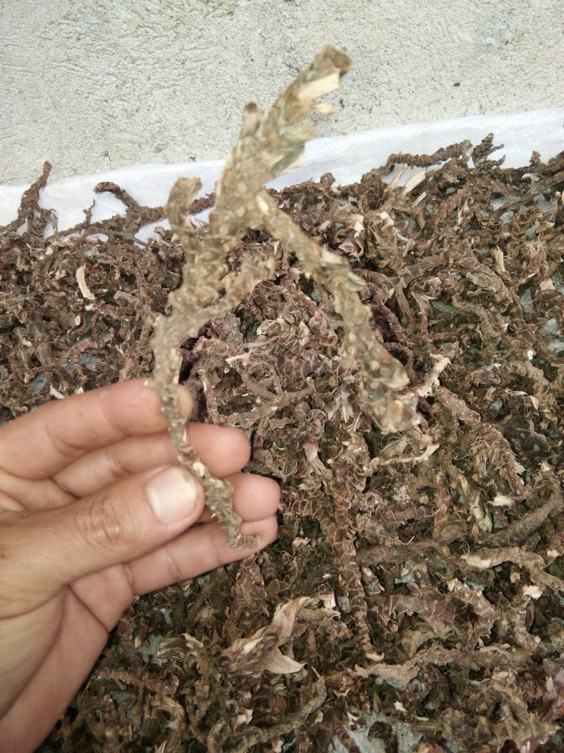 广东本土新鲜野生石菖蒲