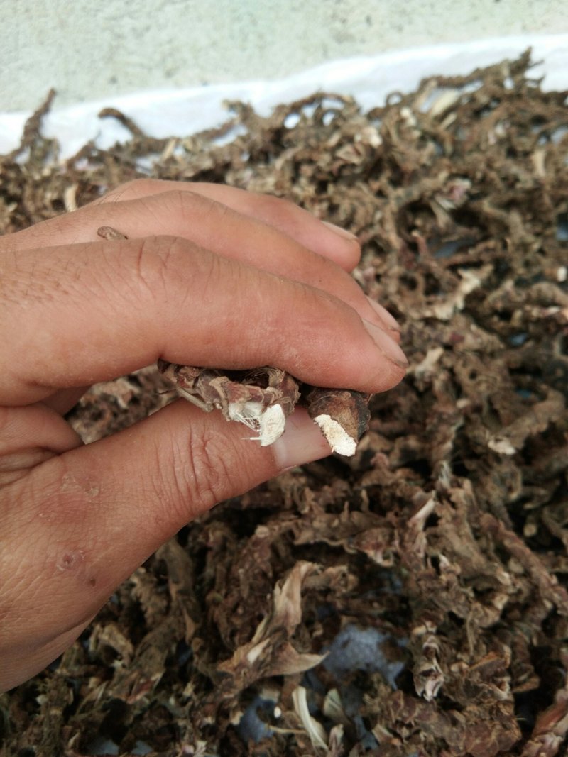 广东本土新鲜野生石菖蒲