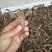 广东本土新鲜野生石菖蒲