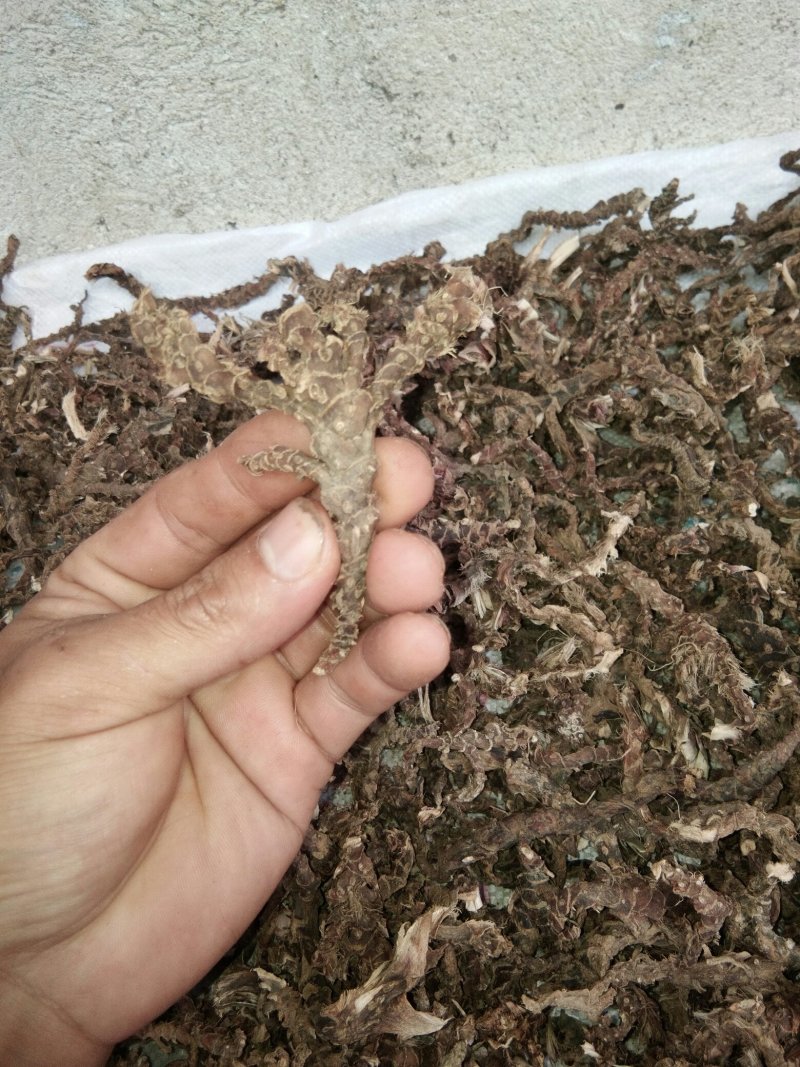 广东本土新鲜野生石菖蒲