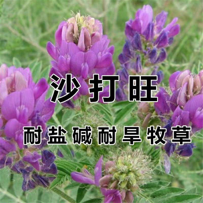 沙打旺种子多年生牧草种子防沙固土护坡草耐寒耐旱盐碱草籽