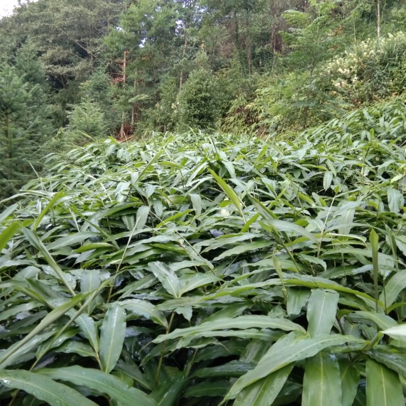 砂仁种苗