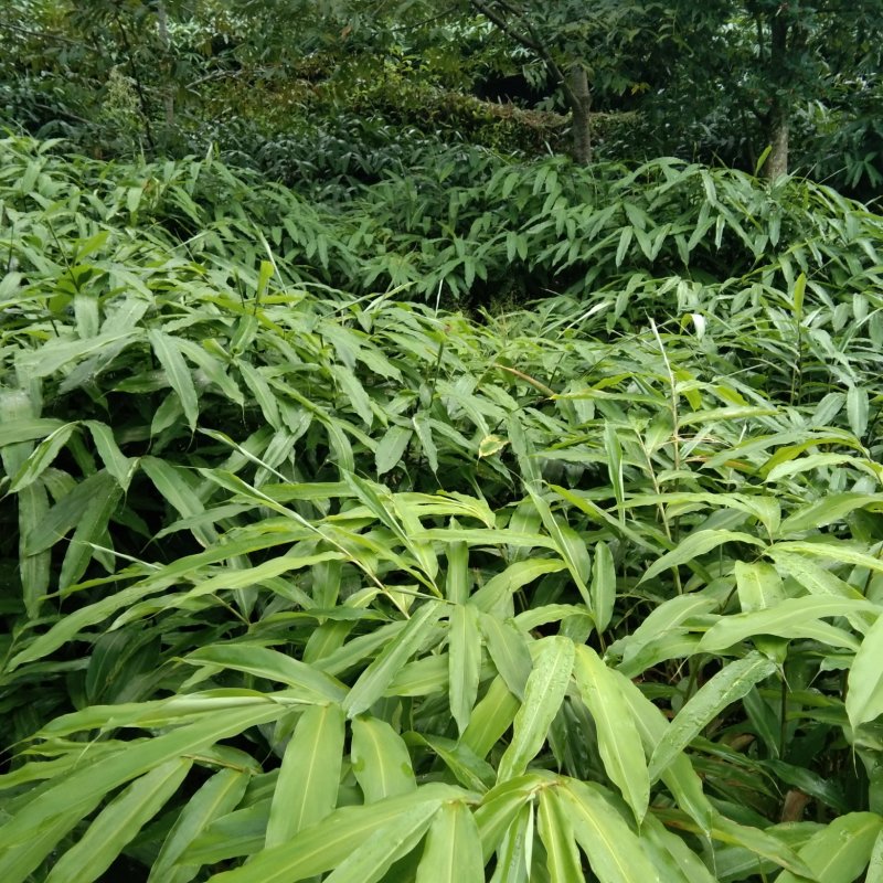砂仁种苗