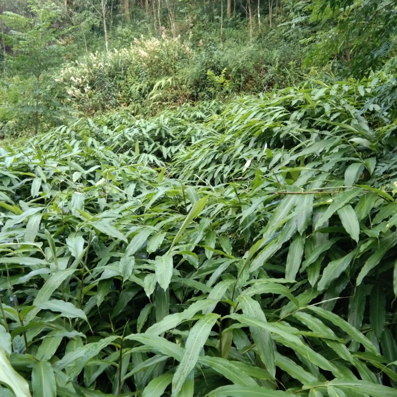 砂仁种苗