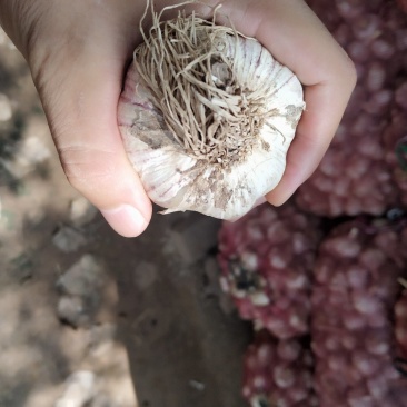 大名优质紫皮无心大蒜种子