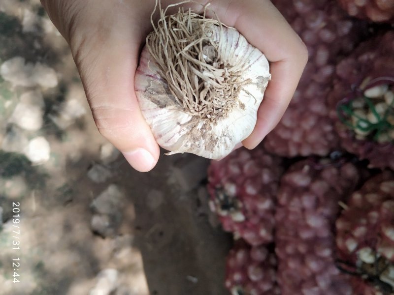 大名优质紫皮无心大蒜种子