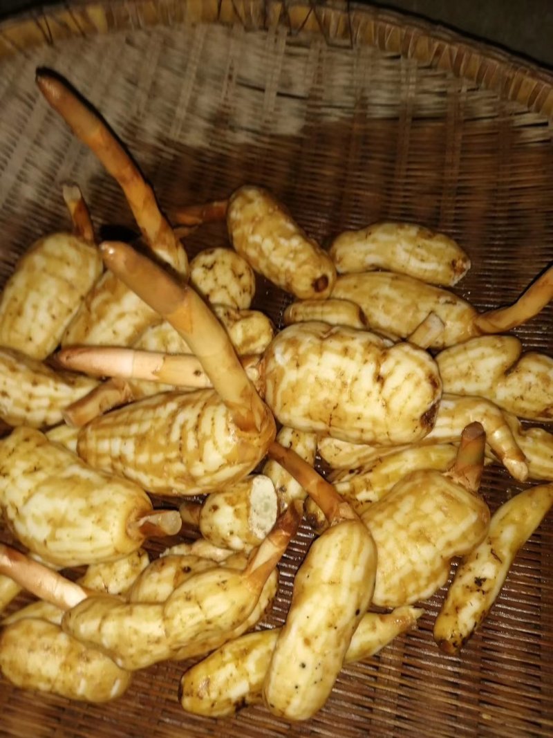 纯野生天麻供应