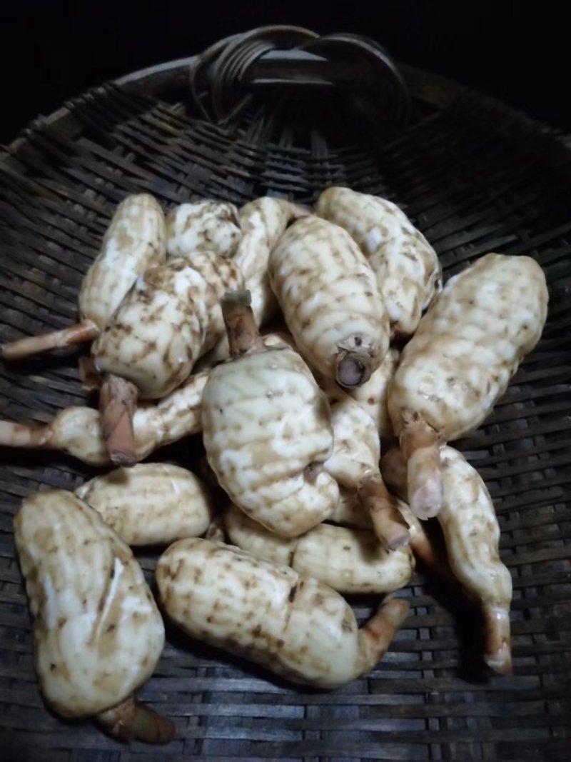 纯野生天麻供应