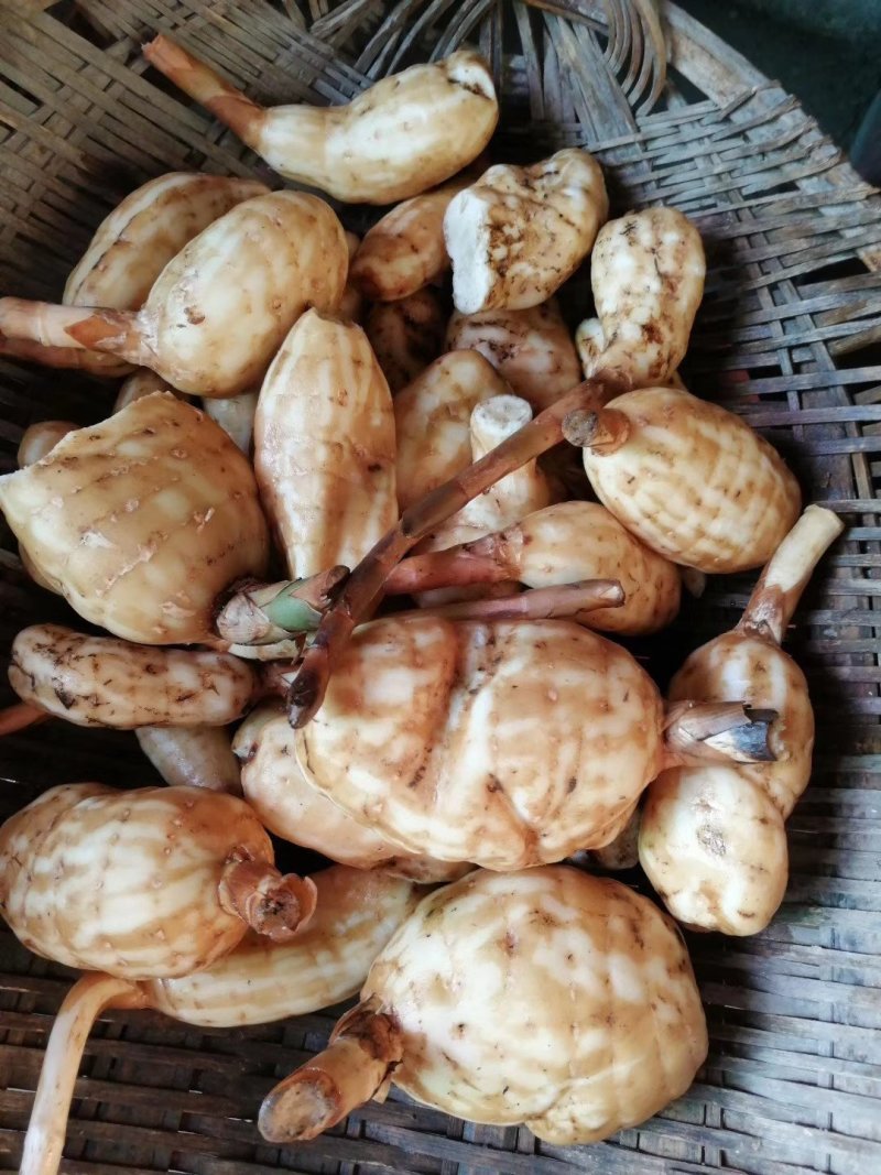 纯野生天麻供应