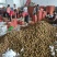 秦美猕猴桃，货源充足100---200克果园直供货：现货
