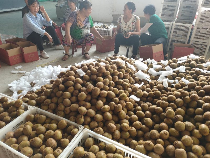 翠香猕猴桃，专业果园规格齐全产地直供，可果园看货（现货）