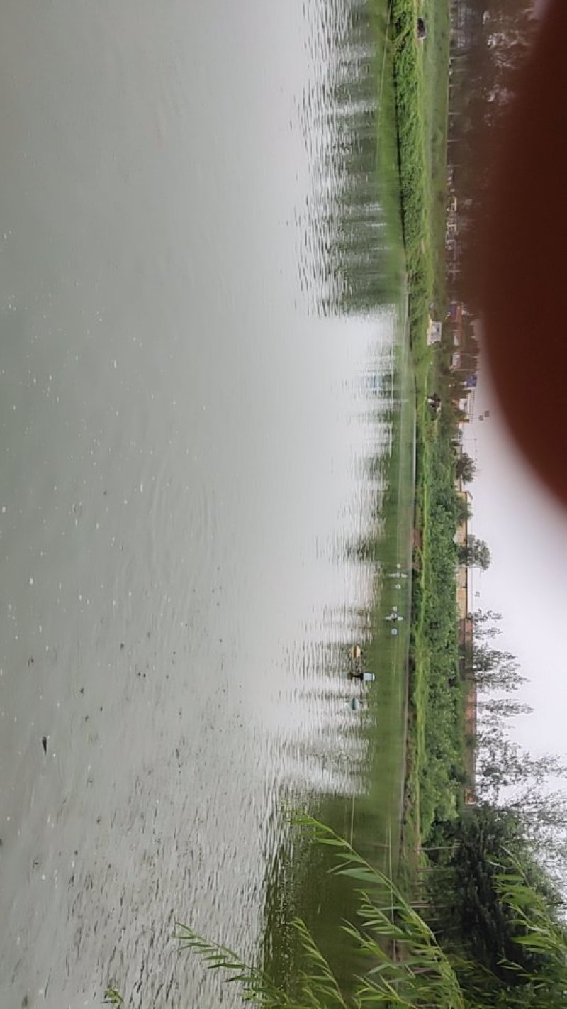 批发黄金鲫鱼