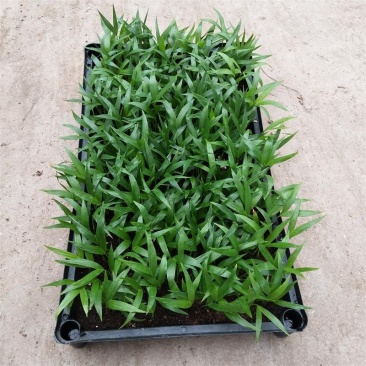 富贵椰子苗棕榈科植物盆栽花卉室内常绿植物四季常青