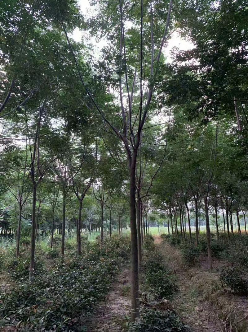 苦楝恋早乡村树种5-12大量供应10公分350