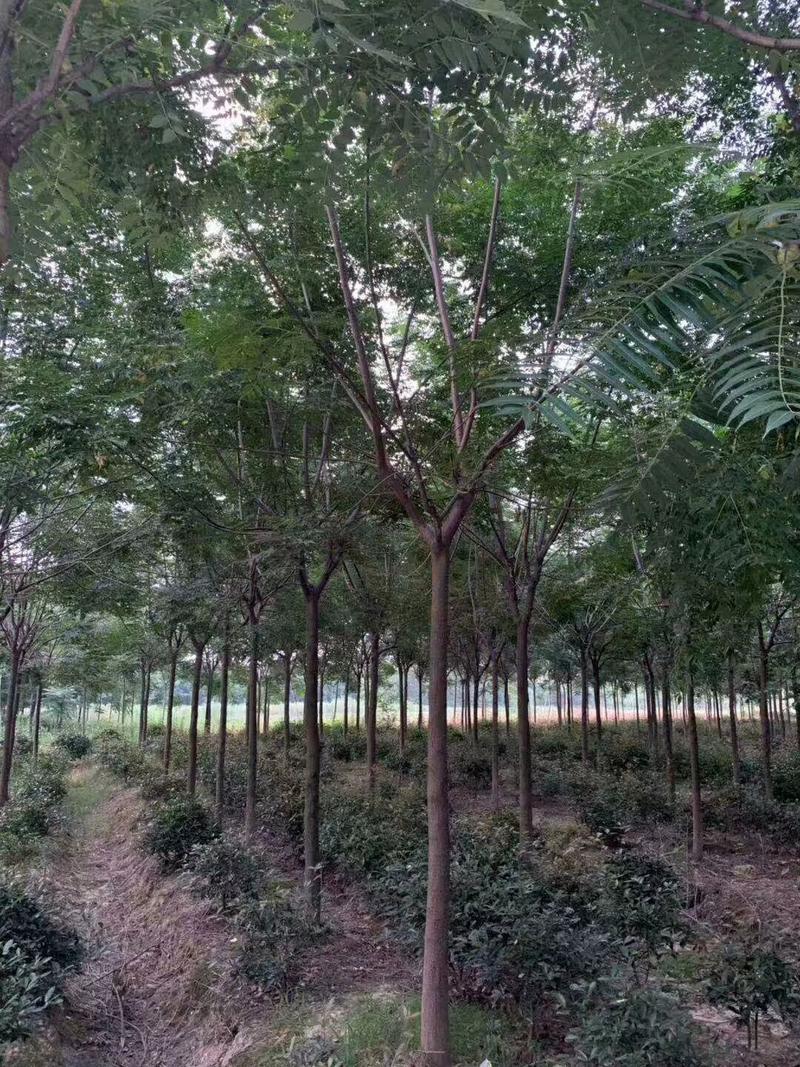 苦楝恋早乡村树种5-12大量供应10公分350