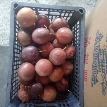 紫香，台农百香果