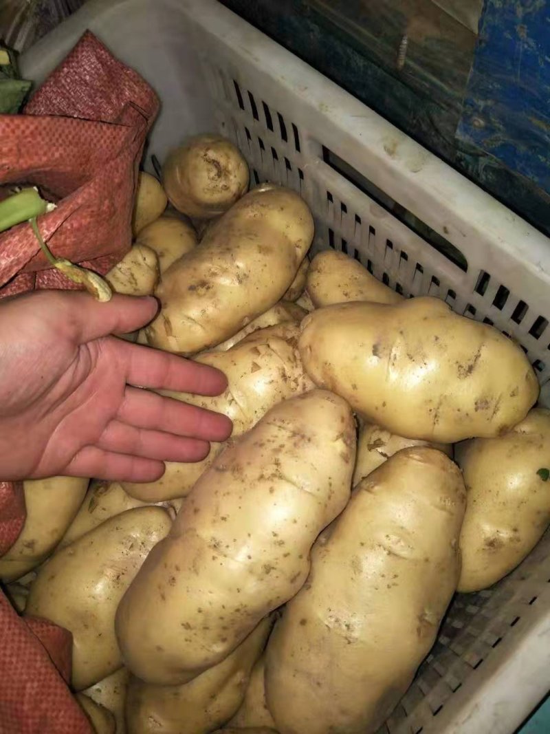 山东潍坊安丘精品土豆保质保量货源充足