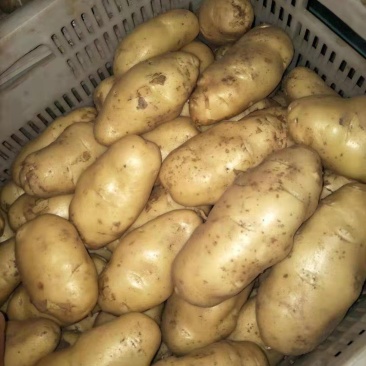 山东潍坊安丘精品土豆保质保量货源充足