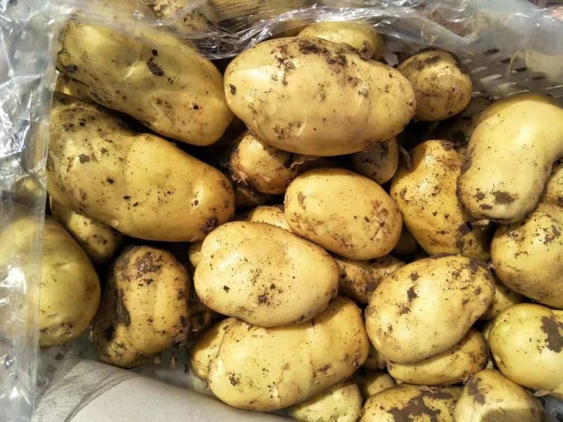 山东潍坊安丘精品土豆保质保量货源充足