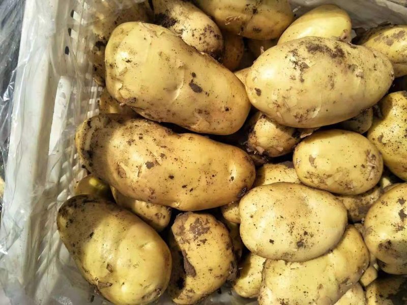 山东潍坊安丘精品土豆保质保量货源充足