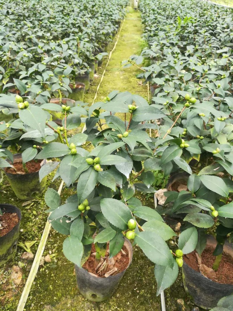 香茶花福建四海园基地直销