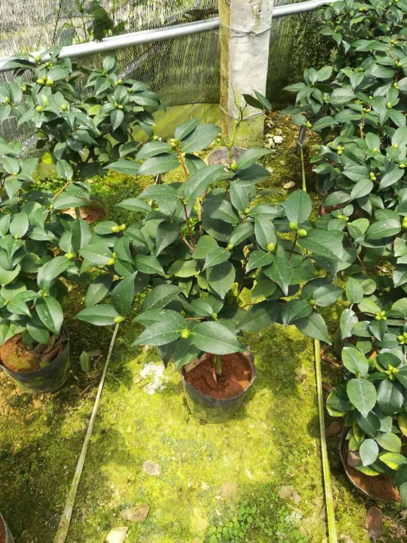 香茶花福建四海园基地直销